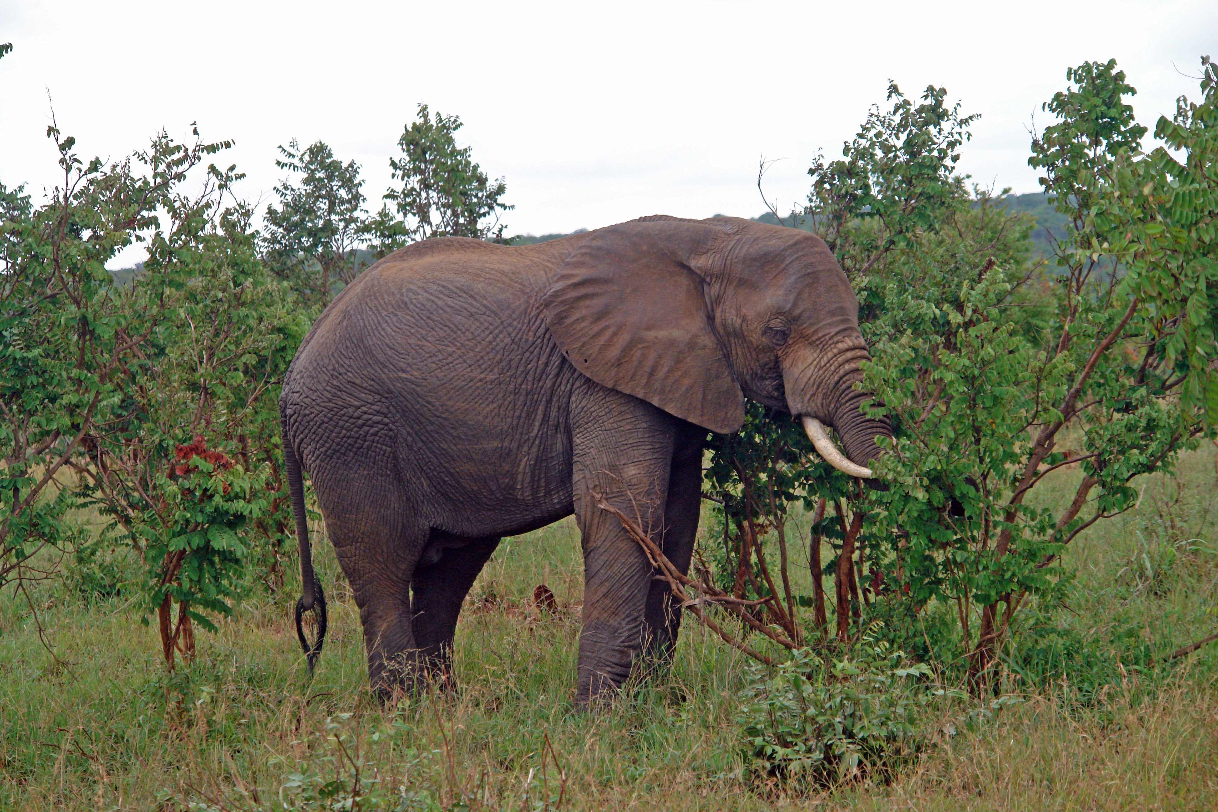 Сколько диких слонов. Слоновье дерево. Слоны в Танзании. Слоновья трава в Африке. Танзания животное слон.