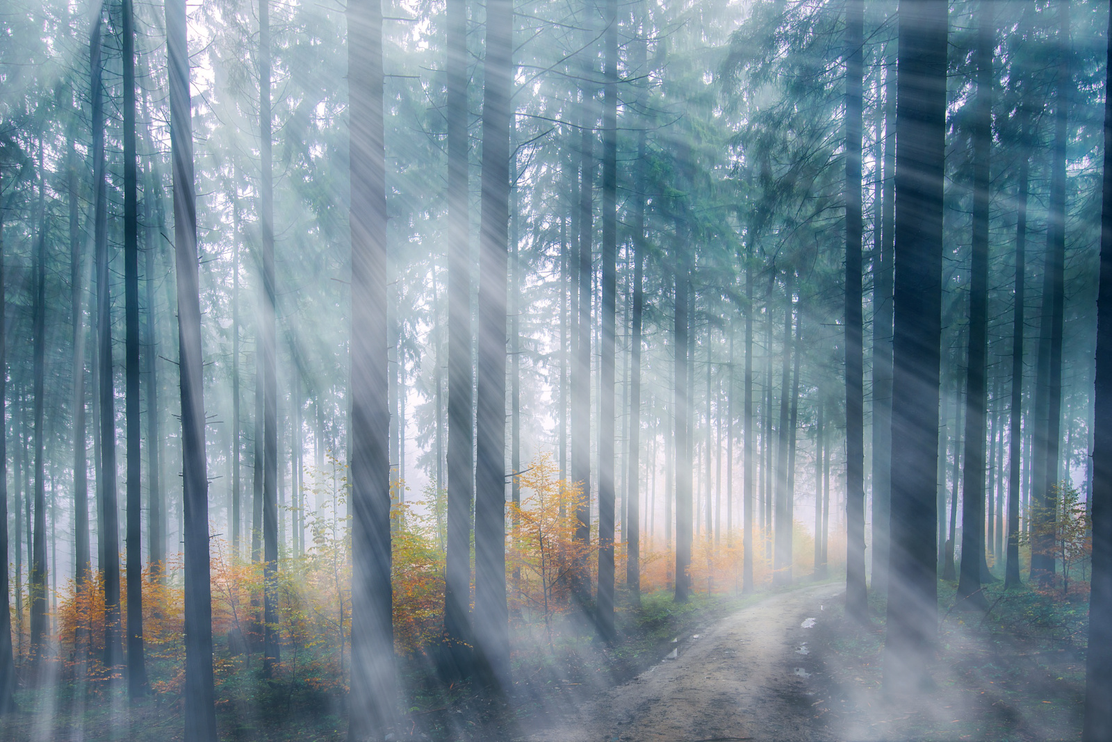 light rays in forest